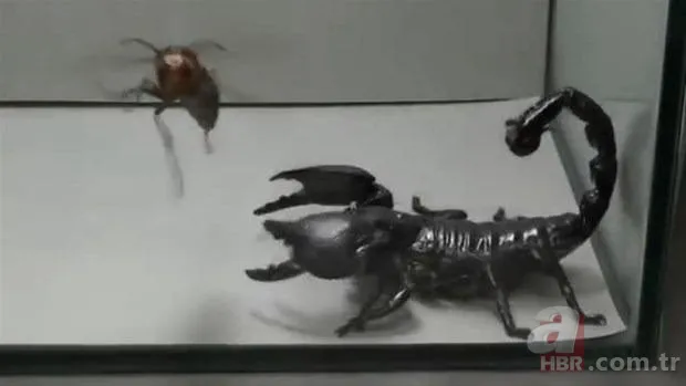 Kurt sürüsü köpeğe böyle saldırdı! Sahibi… 21