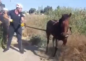 Tahliye kanalına düşen at kurtarıldı