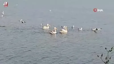 Pelikanlar İznik Gölü’nü süsledi