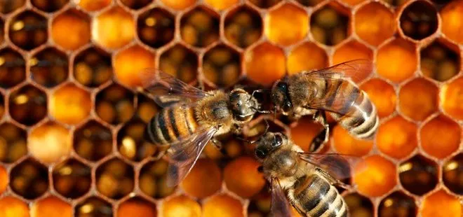 Akçaabat’ta bal ormanları kurularak hem arı ölümleri önlenecek hem de bal verimi artırılacak