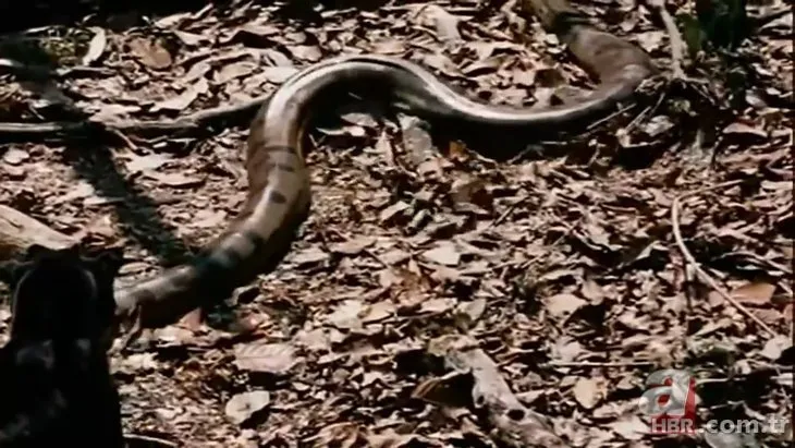 Dev anakonda yılanı ile siyah leopar karşı karşıya! Son anda öyle bir şey oldu ki...