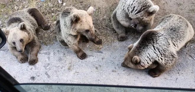 Ayılara şeker vermek istedi! Refleksle elini içeriye almasaydı...