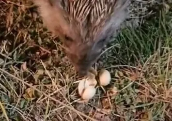 Elazığ'da kirpiyi fıstıkla beslediler