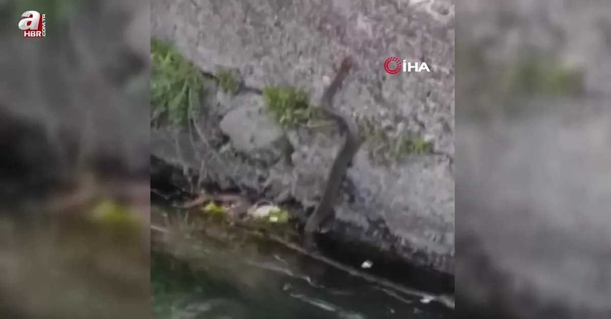 Su kanalının duvarına düşen yılanı böyle kurtardılar