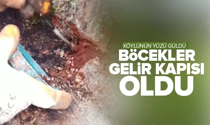 Ormandaki zararlı böcekler köylünün gelir kapısı oldu