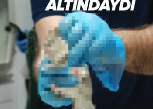 Son dakika | Nesli tehlike altındaydı! O ilimizde yakalandı! Türkiye'ye nasıl geldikleri ortaya çıktı