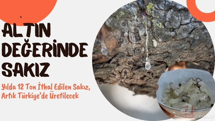 Çeşme'de hasadı başladı! Altın değerindeki sakızın kilosu 12 bin TL: Hem sağlık hem ekonomiye katkı sağlıyor 1