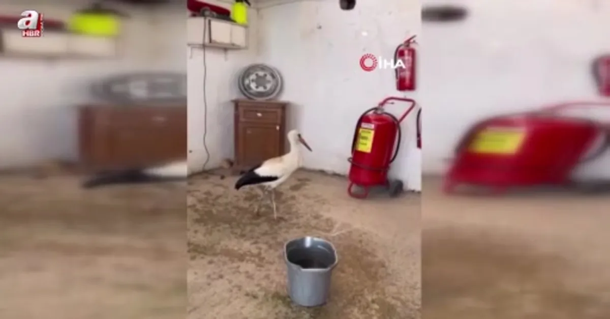 Yaralı leyleğe şefkat elli