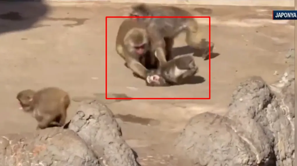 Punch yine saldırıya uğradı