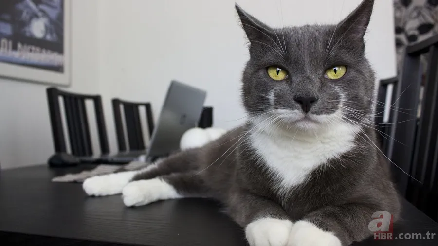 Kediler ve psikolojik etkiler: Şizofreni riskini artırabilir mi? 8