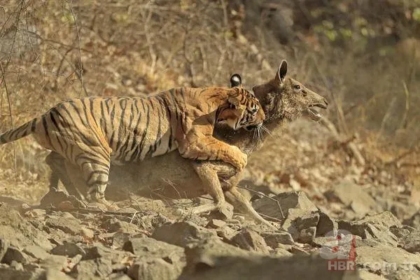 Vahşi doğadan inanılmaz görüntüler 9
