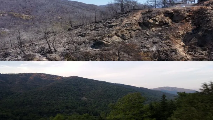 Marmaris’in yemyeşil doğası küle döndü! İşte yürek yakan manzara
