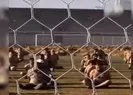 İnsanlık dışı görüntü!