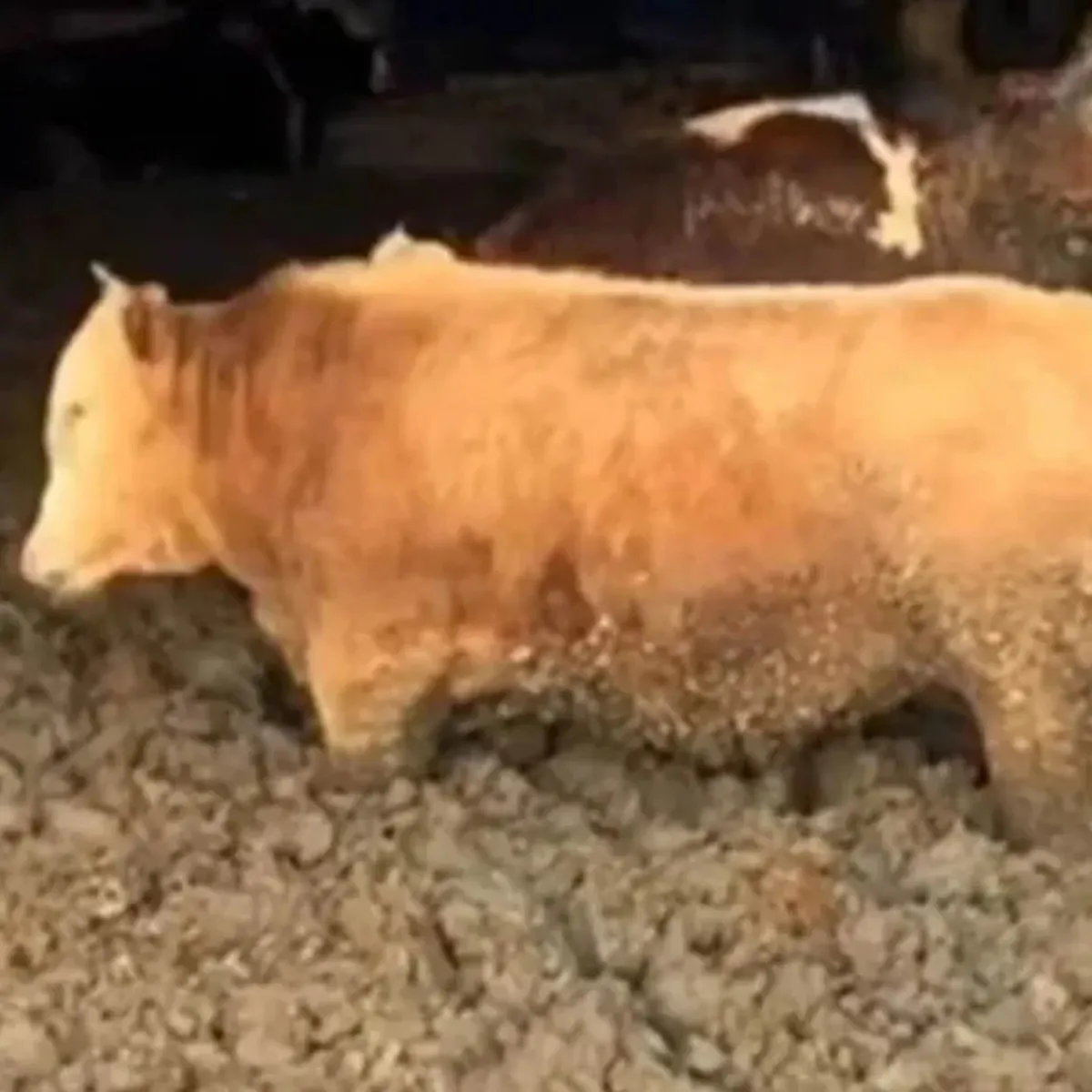 Hayvanları çamura batırmışlar: Görüntüler infiale yol açtı, bakanlık o işletmeye acımadı