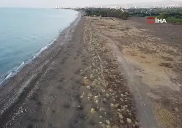 Mersin'de Sahiller kum zambaklarıyla doldu