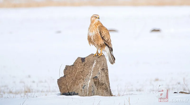 O ilimizde vahşi doğa belgeseli gibi görüntü! Koruma altındaki tür böyle avlandı 1