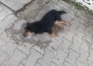 Zehirlenen 31 sokak hayvanı öldü