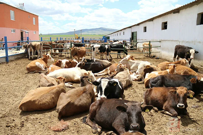 Marketlerde kurban fiyatı ne kadar? A101, Migros, CarrefourSA küçükbaş büyükbaş 2021 kurbanlık fiyatları kaç TL? 6