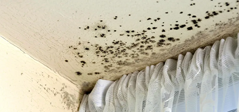 Evdeki küfü nasıl temizleriz?