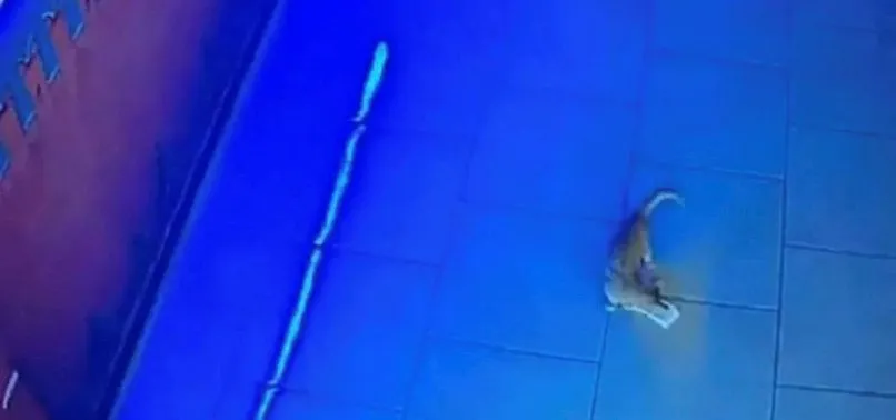 Rusya’da kasadan para çalan kedi suçüstü yakalandı