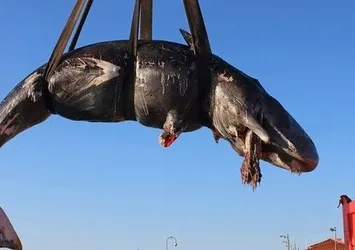 Balinanın midesinden çıkanlar şoke etti!