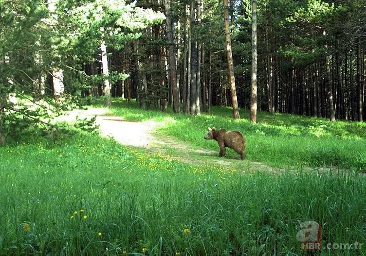 Kedigillerin en zor bulunan türü | İstanbul'da lüks bir malikanede ele geçirildi! Nesli neredeyse hiç kalmadı 24