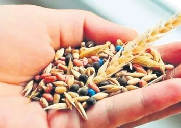 Türk tarımında yeni dönem! Ata tohumları yapay zeka ile buluşuyor