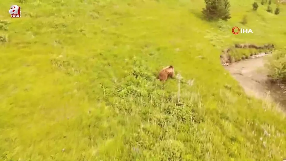 Kars’ta boz ayı böyle görüntülendi