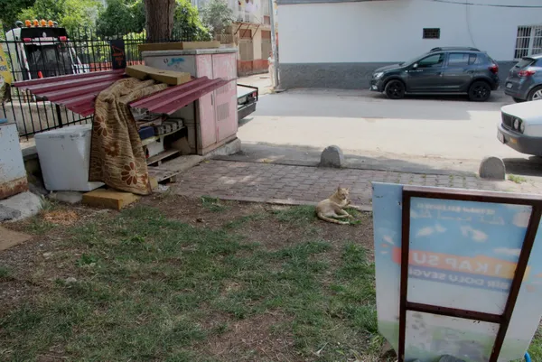1687162654976.jpg Adana'da pitbull kavgası: Kadının burnunu kırdı - 2