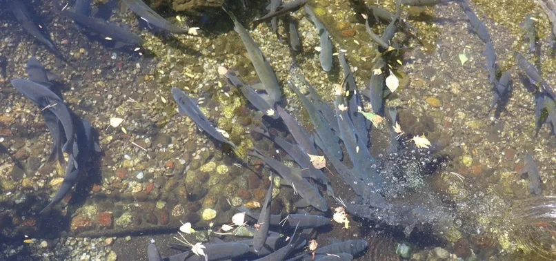 Malatya’da büyük gizem! Öldüklerinde cenaze töreni düzenliyorlar