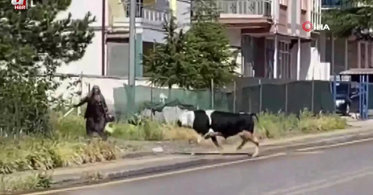 Ankara’da kaçan dana yaşlı kadını yaraladı