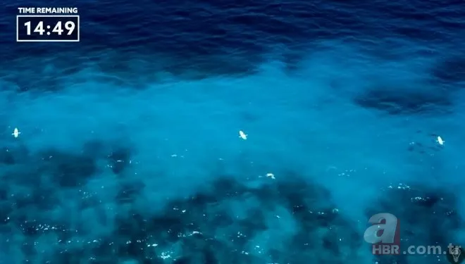 Sosyal medyayı sallayan köpek balığı deneyi yürekleri ağızlara getirdi! Okyanusa kan döküp bekledi ve... 9