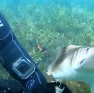 Son dakika: Denizde korku dolu anlar! Hareketsiz kalan köpek balığını bıçağıyla...