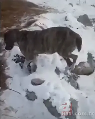 Görüntüler Türkiye'den! Kirpikleri ve sakalı soğuktan dondu 15