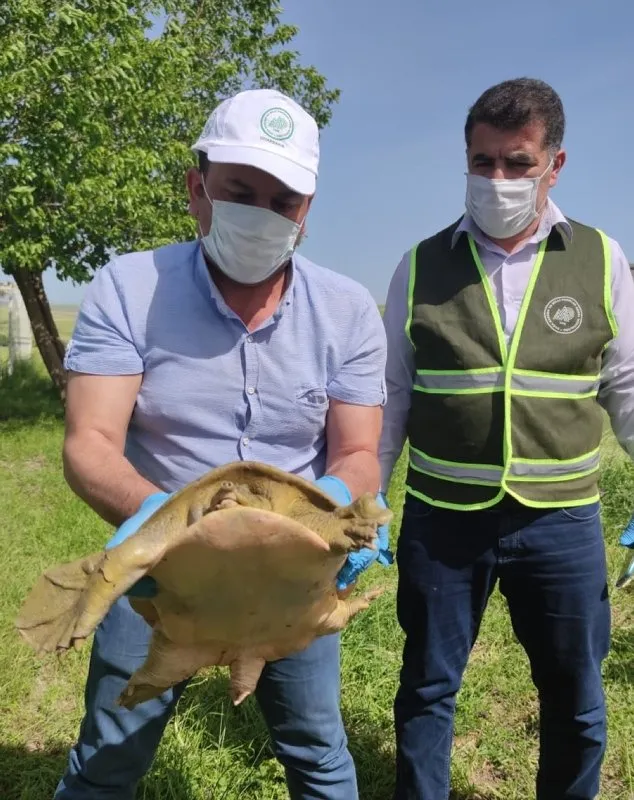 Diyarbakır’da jandarma nesli tükenmekte olan ’Fırat kaplumbağası’ buldu