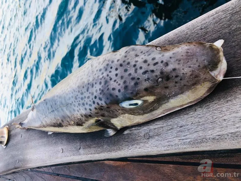 Balon balığı insana saldırır mı | Yiyen ölüyor! Binlerce insan bu balığı tanımıyor 8