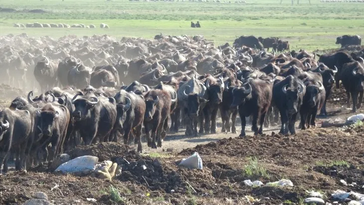 Son dakika | Vahşi belgeselleri andıran görüntüler! Mandaların dereyle buluşması görsel şölen oluşturdu