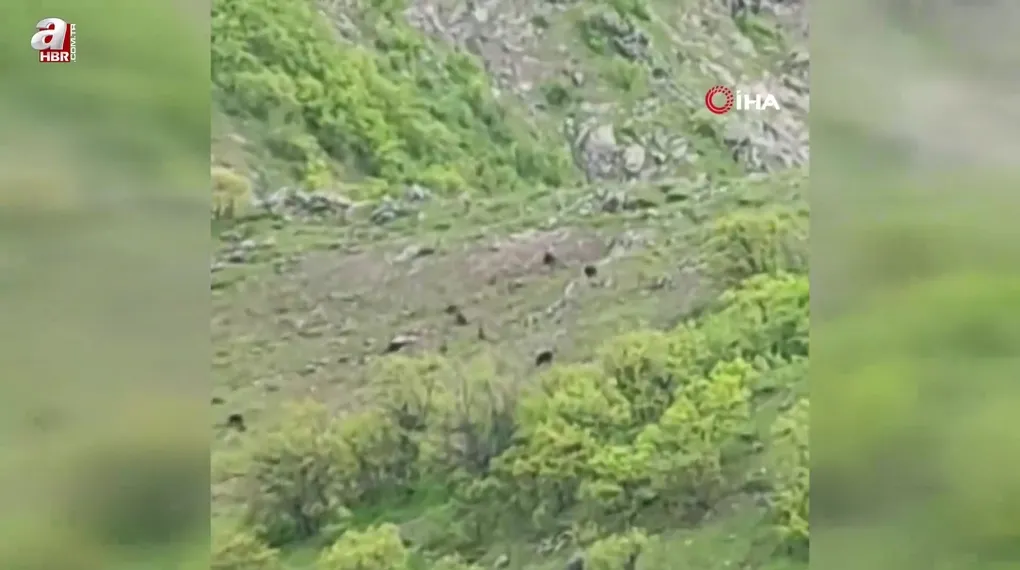 Tunceli’de ayı sürüsü görüntülendi
