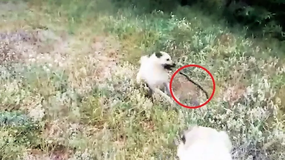Çoban köpekleri ile yılan dövüşü kamerada |Video