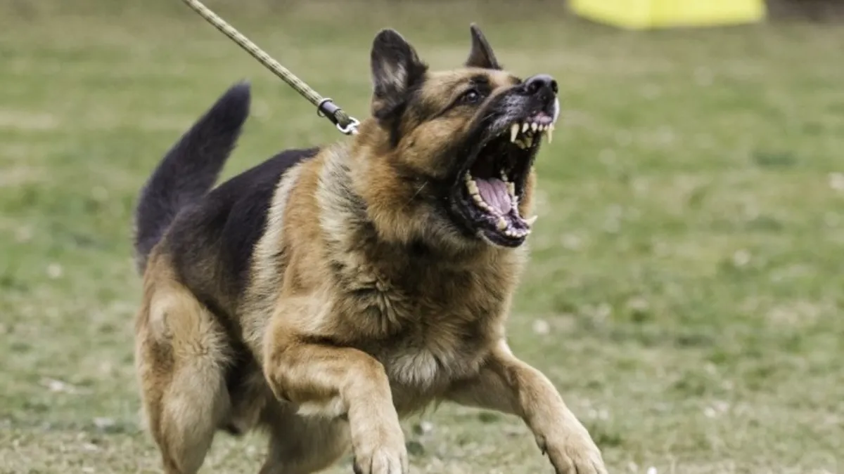 Sokak köpekleri düzenlemesinde son düzlük! Hazırlıklar tamam: Ne tür değişiklikler yapılacak?
