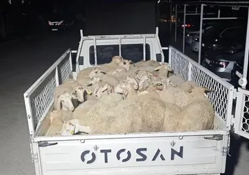 Hayvan pazarlığı hırsızlığa döndü şüpheliler kaçamadan yakalandı