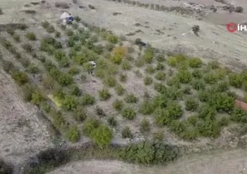 Demirci'de ceviz hasadına başlandı