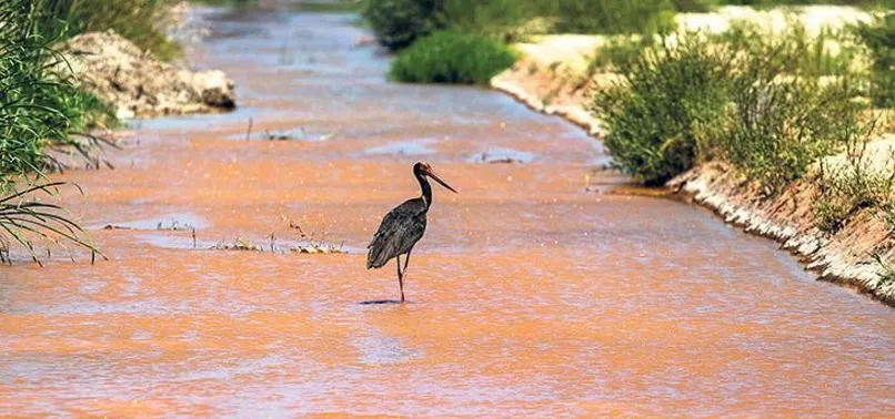 Kuşların rengi değişti! Marmara Denizi'nde büyük tehlike