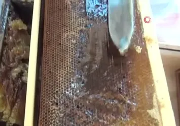 Muğla'da çam balında rekolte sevinci