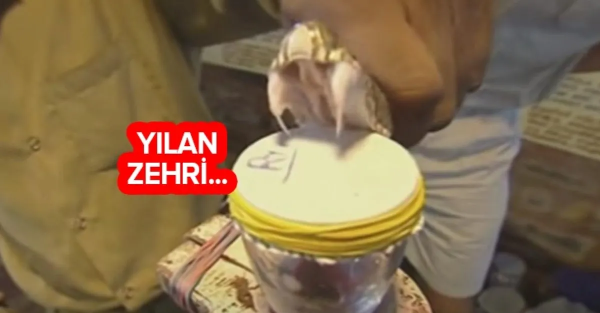 https www ahaber com tr galeri yasam kobra yilaninin zehri insan kanina dokuldugunde bakin ne oldu iste yilan zehrinin kandaki inanilmaz etkisi