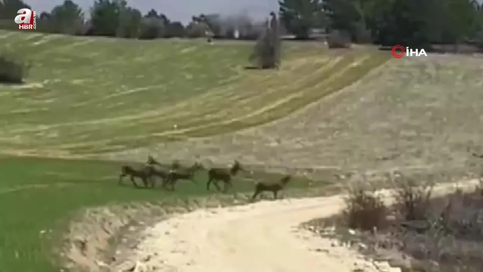 Beypazarı’nd!a geyik sürüsü görüntülendi!