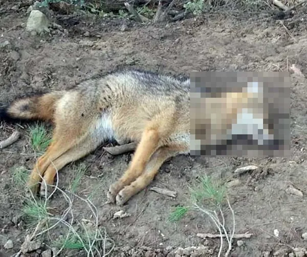 zehirli-balik-kafalari-atip-8-kopegi-oldurduler-1612908384275.jpg Zehirli balık kafaları atıp 8 köpeği öldürdüler! Sakarya'da insanlık dışı olay... - 2