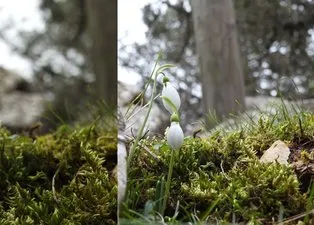 Bu çiçeği koparmanın bedeli oldukça ağır! Cezası dudak uçuklatıyor