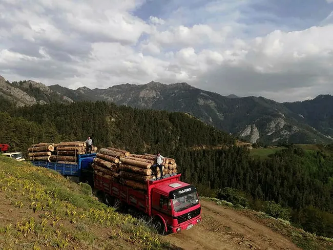 Artvin’de tomruk yüklü kamyonları tehlikeli dağ yollarında kullanıyorlar - 1