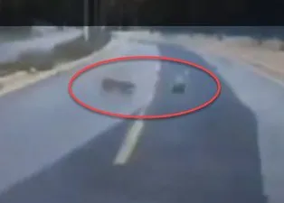 Ormanların gizemli hayvanı kara yolunda horoza saldırdı! Av hayali bakın nasıl hüsranla sonuçlandı?
